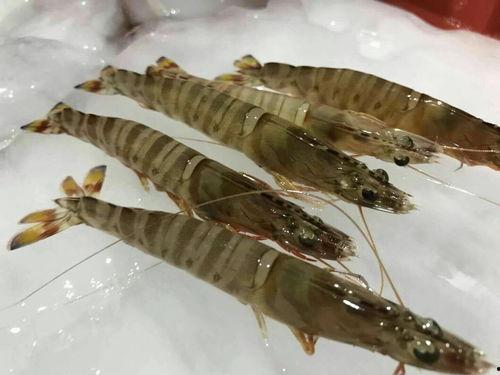 基围虾爆料视频,揭秘海鲜市场的那些不为人知  第3张